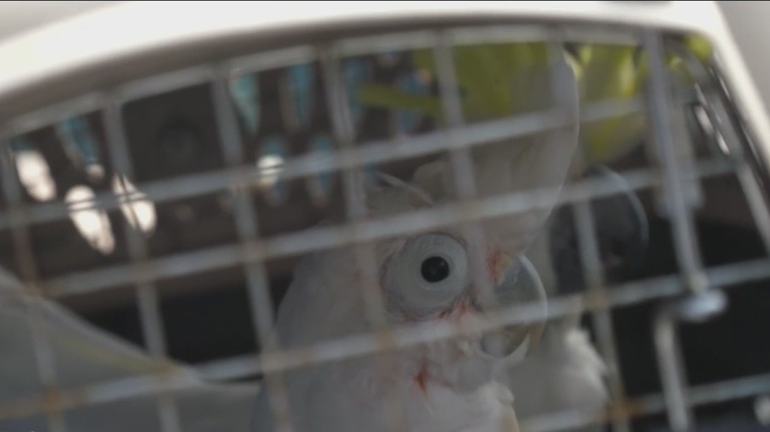 Rescuers save parrots stranded by Hurricane Ian